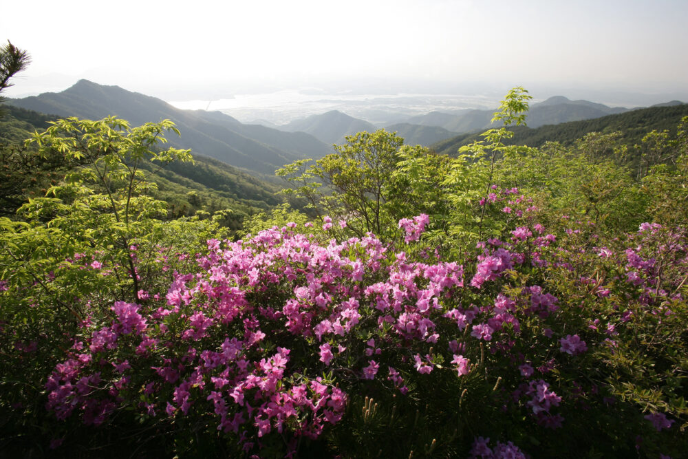 와룡산 전경